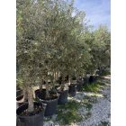 Olajfa (Arbequina)