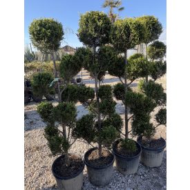 Leylandi Ciprus Pom-pom sárga (150 cm)