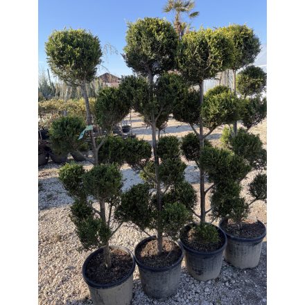 Leylandi Ciprus Pom-pom sárga (150 cm)