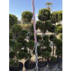 Leylandi Ciprus Pom-pom sárga (150 cm)