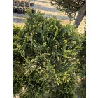 Leylandi Ciprus Pom-pom sárga (150 cm)