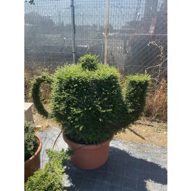 Teáskanna forma / Lonicera Nitida (130 cm)