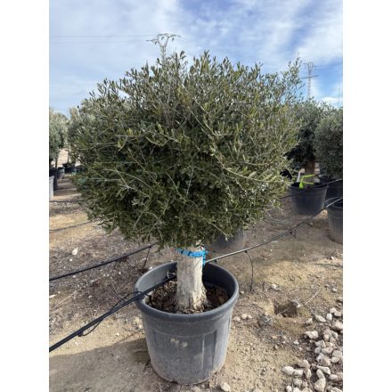 Olajfa Gömb (Arbequina)