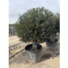 Olajfa Gömb (Arbequina)