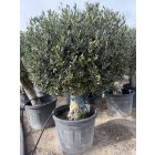 Olajfa Gömb (Arbequina)