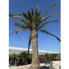 Phoenix canariensis (7 méter magas, Óriás!)