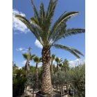 Phoenix canariensis (6 méter magas, Óriás!)