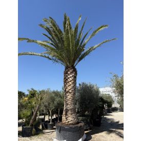 Phoenix canariensis (7 méter magas, Óriás!)