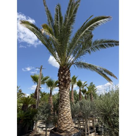 Phoenix canariensis (6 méter magas, Óriás!)