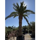 Phoenix canariensis (7 méter magas, Óriás!)