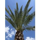 Phoenix canariensis (6 méter magas, Óriás!)