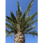 Phoenix canariensis (7 méter magas, Óriás!)
