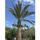 Phoenix canariensis (6 méter magas, Óriás!)