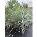 Yucca Rostrata (100-110 cm magas)