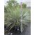 Yucca Rostrata (100-110 cm magas)