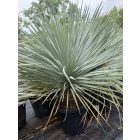 Yucca Rostrata (100-110 cm magas)