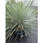Yucca Rostrata (100-110 cm magas)