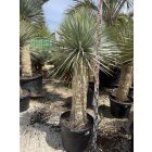 Yucca rostrata (180-190 cm magas)