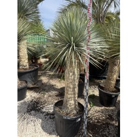 Yucca rostrata (180-190 cm magas)