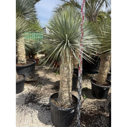 Yucca rostrata (180-190 cm magas)