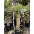 Yucca rostrata (180-190 cm magas)