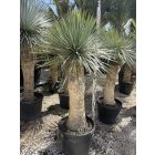 Yucca rostrata (180-190 cm magas)