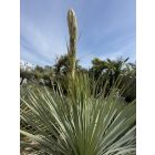 Yucca rostrata (180-190 cm magas)