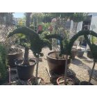 Sas forma törzses / Ligustrum Jonandrum (150 cm)