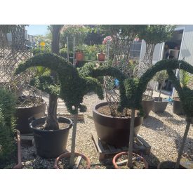 Sas forma törzses / Ligustrum Jonandrum (150 cm)