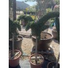 Sas forma törzses / Ligustrum Jonandrum (150 cm)