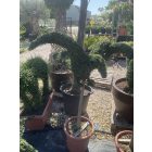 Sas forma törzses / Ligustrum Jonandrum (150 cm)