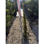 Európai Ciprus "Totem" (100-120 cm)