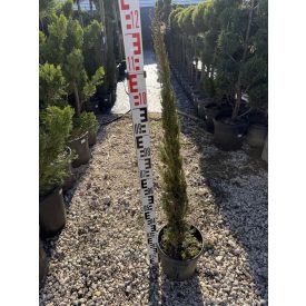 Európai Ciprus "Totem" (100-120 cm)