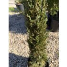 Európai Ciprus "Totem" (100-120 cm)