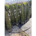 Európai Ciprus "Totem" (100-120 cm)