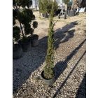 Európai Ciprus "Totem" (100-120 cm)