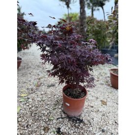 Japán juhar (kicsi fa) Japán juhar (kicsi fa)