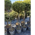 Leylandi Ciprus 1 Gömbös arany (130 cm)