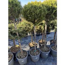 Leylandi Ciprus 1 Gömbös arany (130 cm)