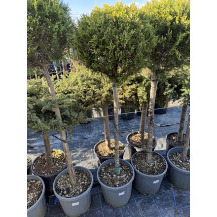 Leylandi Ciprus 1 Gömbös arany (130 cm)