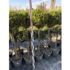 Leylandi Ciprus 1 Gömbös arany (130 cm)