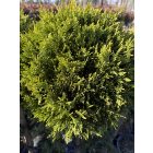 Leylandi Ciprus 1 Gömbös arany (130 cm)