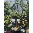 Ugró delfin forma törzses / Lonicera Nitida (160 cm)