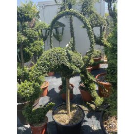 Ugró delfin forma törzses / Lonicera Nitida (160 cm)