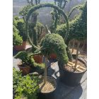 Ugró delfin forma törzses / Lonicera Nitida (160 cm)