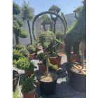 Ugró delfin forma törzses / Lonicera Nitida (160 cm)