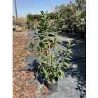 Babérmeggy (130-140 cm)