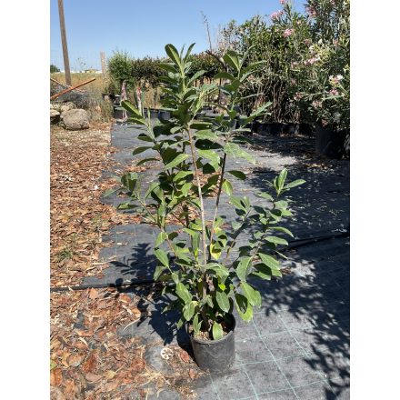 Babérmeggy (130-140 cm)