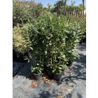 Babérmeggy (130-140 cm)