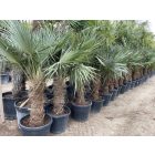 Kínai kenderpálma (170-190 cm magas)